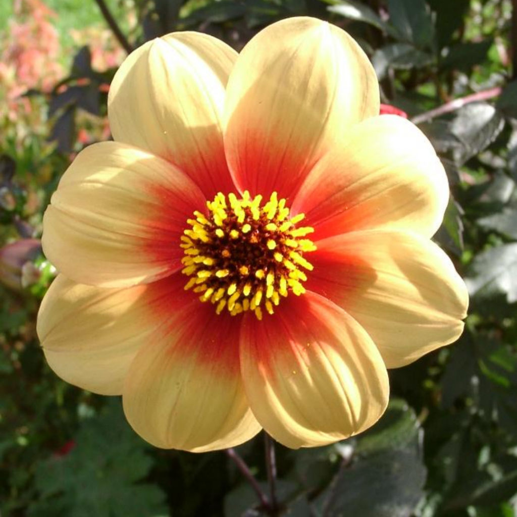 Dahlia Moonfire – Plant All Season